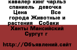  кавалер кинг чарльз спаниель -девочка › Цена ­ 45 000 - Все города Животные и растения » Собаки   . Ханты-Мансийский,Сургут г.